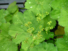 Alchemilla acutiloba Spitslobbige vrouwenmantel bestellen